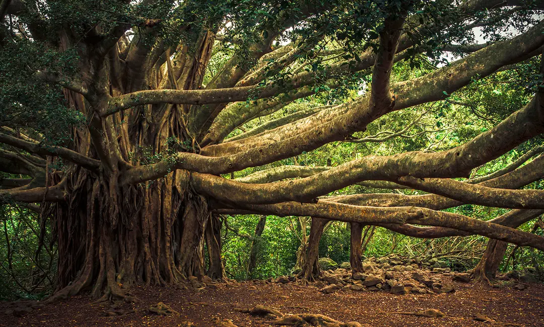 A banyan tree. Photo by thomas/Flickr